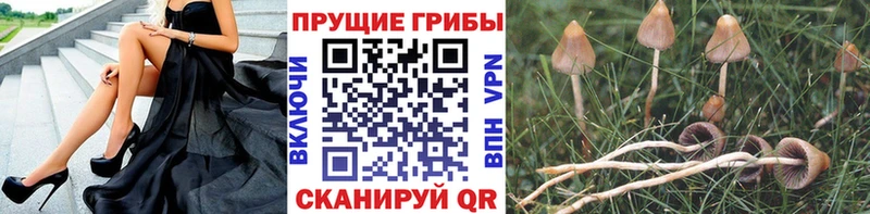 Галлюциногенные грибы Psilocybine cubensis  Купить  Лермонтов 